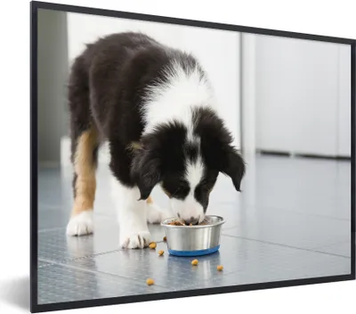 Produktbild von MuchoWow® MuchoWow® Gerahmtes Poster Ein Border Collie frisst 40x30 cm - Poster mit zchwarzem Bilderrahmen - Kunstposter - Wanddekorationen
