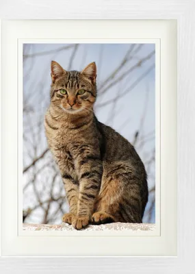 Produktbild von Katzen Gerahmtes Bild Mit Edlem Passepartout | Wand-Bilder | Im Bilderrahmen - Tigerkater In Der Herbstsonne (40 x 30 cm)