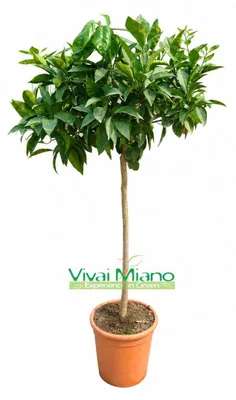 Productafbeelding van Oranjeboom (bloedorange), pot (24)