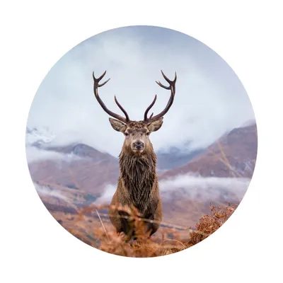 Immagine prodotto di Adesivo ROUND per soggiorno camera da letto ufficio cervi animali montagne natura paesaggio 3D decorazione murale tatuaggio adesivo 100 cm x 100 cm