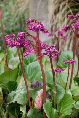 Produktbild von Bergenie Baby Doll, im Topf - Bergenia cordifolia, immergrün