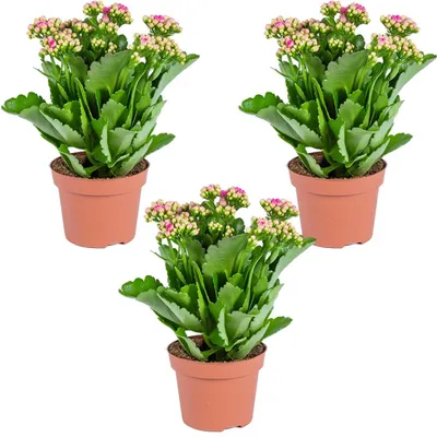Produktbild von Kalanchoe | Pink pro 3 Stück - Außen- und Zimmerpflanzen im Kindergartentopf ⌀12 cm - ↕25-30 cm