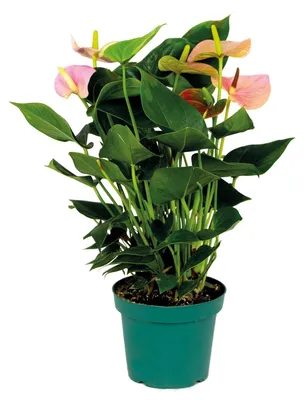 Produktbild von Anthurium Andreanum, Flamingoblume, Rosa, 40-50 cm, Topf 14 cm