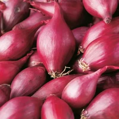 Produktbild von Steckzwiebel rot gesund lecker Steckzwiebel Zwiebel Karmen Größe 10-21 0,25 Kg
