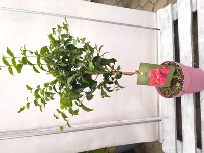 Produktbild von Pitanga Eugenia uniflora 80-120 cm Surinamkirsche Kirschmyrte Obst gesund Früchte Baum Pflanze