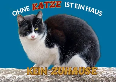 Produktbild von vianmo Holzschild 30x40 cm Ohne Katze kein Zuhause