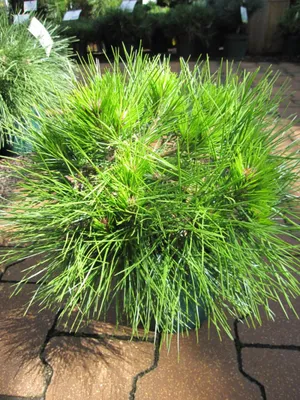 Produktbild von Pinus densiflora Low Glow - Japanische Zwergrotkiefer Low Glow - 20-25cm