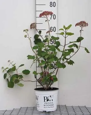 Imagen del producto de Hydrangea arb. 'Pink Annabelle'® (invincibelle2) - Hortensia arbustiva 'Pink Annabelle', maceta de 3 cm