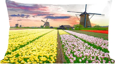 Produktbild von MuchoWow® Zierkissen Sofakissen Wohnzimmer Dekokissen 50x30 cm Windmühle - Tulpen - Blumen - Niederlande - Wohnzimmerdekoration - Polster mit Photo