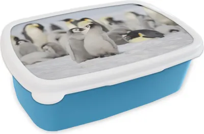 Produktbild von KitchenYeah® Lunchbox Brotzeit Brotdose 17x11 cm Pinguine - Schnee - Tiere Kinder Brotzeitdose - Lunch - Kunststoff  - Brotbüchse - Sandwichbox - Lunchbox für Kinder
