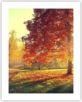 Produktbild von Poster - Poster ohne Rahmen - Park Herbst Baum - 40x50 cm - Wand Bild - Wanddeko - Wandbilder - Kunstposter - Wandposter - Bilder - Kunstdruck - Wanddekoration - Wandbild - P2XPA40x50-3654