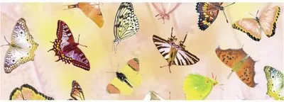 Produktbild von Transparentpapier 115g/qm A4 VE=25 Blatt Schmetterling