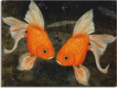 Produktbild von ARTland Leinwandbild Turtelfische Größe: 120x90 cm