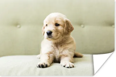Produktbild von MuchoWow® Poster Golden Retriever Welpe auf dem Sofa liegend 120x80 cm - Bilder