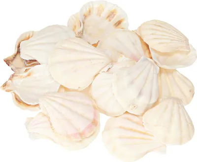 Produktbild von Maritime Jakobsmuschel Deko für Basteln und Tischdekoration