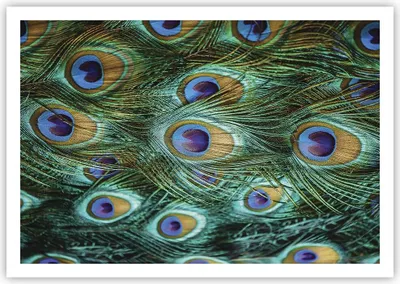 Produktbild von Poster - Poster ohne Rahmen - Pfauen Feder Makro - 100x70 cm - Wand Bild - Wanddeko - Wandbilder - Kunstposter - Wandposter - Bilder - Kunstdruck - Wanddekoration - Wandbild - P2XAA100x70-4159