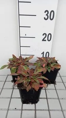 Produktbild von 6 x  Goniolimon tataricum ( limonium tat.) - Goniolimon - Topf 9 x 9 cm