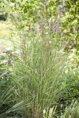 Produktbild von Miscanthus sinensis 'Kleine Fontäne', Chinaschilf, ca. 5L Topf
