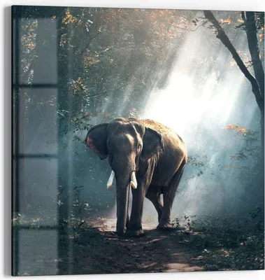Produktbild von DEQORI Glasbild Echtglas 50x50 cm 'Elefant im Wald' Wandbild Bild modern Deko