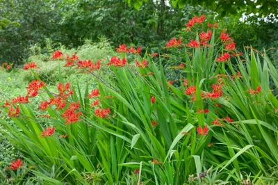 Produktbild von Crocosmia x crocosmiiflora 'Lucifer', Montbretie, leuchtend rot, ca. 11x11 cm Topf