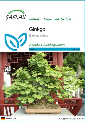 Produktbild von SAFLAX - Ginkgo - Ginkgo biloba - 4 Samen