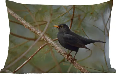 Produktbild von MuchoWow® Outdoor Kissen - Vogel - Amsel - Zweige - Tiere - 50x30 cm - Wetterfest - Lounge Kissen - Sofa kissen - Wohnzimmer Dekoration