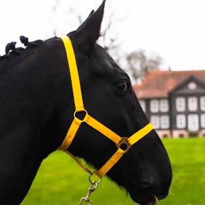 Produktbild von Halfter für Pferde, Größe Pony – Stallhalfter, Halfter für Pony, 2 Fach verstellbar, Farbe gelb