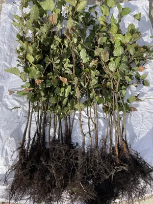 Produktbild von Rotbuche Fagus sylvatica 40-60 cm wurzelnackt Buchenhecke Hecke 1 STK