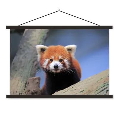 Produktbild von MuchoWow® Textilposter Roter Panda - Orange - Baum 120x80 cm mit schwarzem Rahmen - Wanddeko
