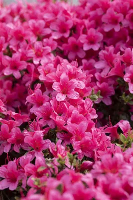 Produktbild von Rhododendron obtusum 'Drapa', Rhododendron, 30–40 cm, rosa Blüten
