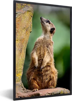 Produktbild von MuchoWow® Gerahmtes Poster Erdmännchen - Tier - Rock 60x90 cm - Poster mit Schwarzem Bilderrahmen Wandposter Rahmen Foto Bilder - Kunst