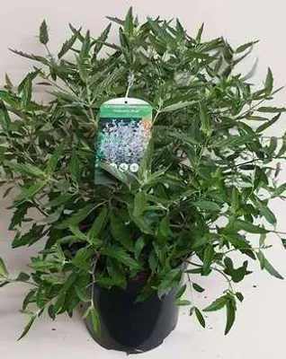 Immagine prodotto di Caryopteris cland. 'Heavenly Blue' - Bartblume 50- 60 cm Contenitore