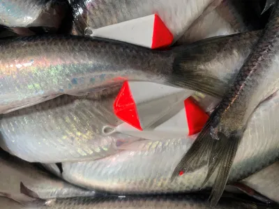 Produktbild von Neptunmaster Heringsbleie, Gewicht / Inhalt:40g / 1 Stück