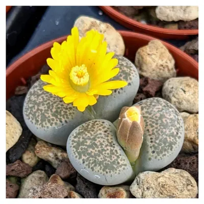 Produktbild von Lithops localis - Seltene Lithops Pflanzen, lebende Stein Sukkulenten