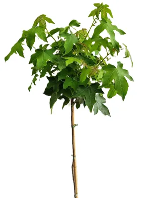 Obrázok produktu pre Jantárovník Liquidambar Styraciflua 'Gumball' štandard 60 - 80 cm