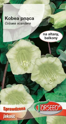 Produktbild von Weiß kletternde Kobia Samen 0.8g - Torseed
