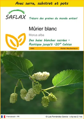 Image de SAFLAX Ensemble de culture - Mûrier blanc - 200 graines - Morus