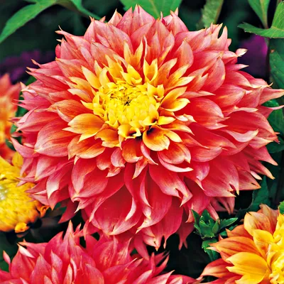 Obrázek produktu pro Dahlia Strzępiasta Kogane Fubuki 1 ks Dahlia sazenice sazenice velké hlízy