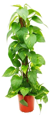 Obrázek produktu pro Epipremnum aureum, břečťan na mechové tyči