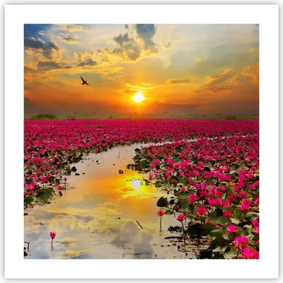 Produktbild von Poster - Poster ohne Rahmen - See Blumen - 50x50 cm - Wand Bild - Wanddeko - Wandbilder - Kunstposter - Wandposter - Bilder - Kunstdruck - Wanddekoration - Wandbild - P2XAC50x50-3769