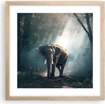 Produktbild von Gerahmtes Poster - Rahmen in heller Eiche - elefant natur - 40x40 cm - Wand Bild - Wanddeko - Wandbilder - Kunstposter - Wandposter - Bilderrahmen - Bilder - Kunstdruck - Wandbild - P2NAC40x40-3972