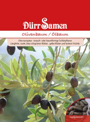 Produktbild von Olivenbaum | Olivenbaumsamen von Dürr Samen