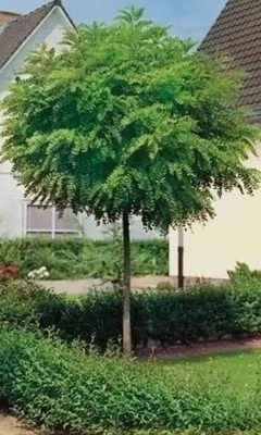 Produktbild von Robinia pseudoacacia "Umbraculifera"- Hochstamm, Scheinakazie  250 cm, Stammhöhe: 180 cm