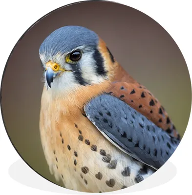 Produktbild von MuchoWow® Aluminium Wandkreis Vogel - Makro - Blau Ø 60 cm Wanddeko Modern Wohnzimmer - Wand Kreis - Wandbild - Schlafzimmer - Aluminium Bild - Kinderzimmer - Wohnzimmer Dekoration - Wandschmuck