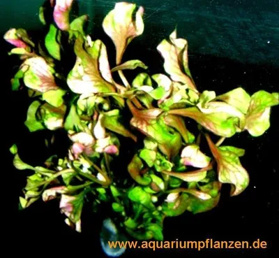 Produktbild von 1 Bund Alternanthera bettzickiana `Aurea', Bronze