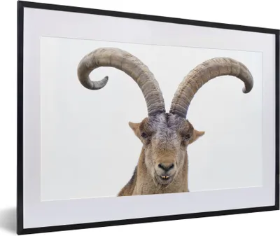 Produktbild von MuchoWow® Gerahmtes Poster Steinbock - Tiere - Hoorn 60x40 cm - Poster mit Schwarzem Bilderrahmen Wandposter Rahmen Foto Bilder - Schlafzimmer - Plakat in Rahmen - Drucken