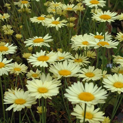 Image de 6 x Anémone d'automne  - Anthemis hybrida 'E.C. Buxton'  | Pot 9 cm x 9 cm