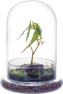 Image de Dôme en verre avec trou d'aération - Terrarium pour cactus et plantes succulentes - 1 pièce - Transparent - Verre - 15 x 15 x 21 cm
