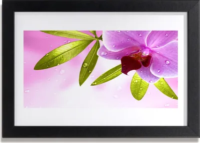 Produktbild von Bild 30x20 MDF-Rahmen Wandkunst Blume Pflanze Blätter