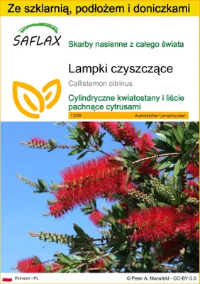Zdjęcie produktu dla SAFLAX - Zestaw do uprawy - Lampki czyszczące - 400 Nasiona - Z mini szklarnią, podłożem uprawowym i 2 doniczkami - Callistemon citrinus